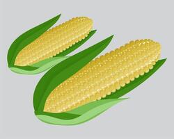 two ears of corn on a gray background vector