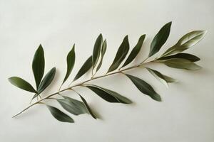 Green olive branch displayed against a light background showcasing its delicate leaves photo