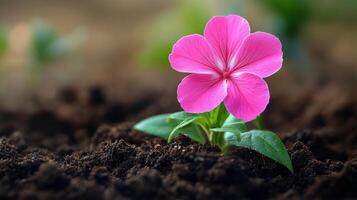 A single pink flower blooming in rich soil during springtime in a garden setting photo