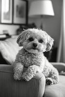A small fluffy dog resting comfortably on a sofa in a bright living room during the day photo