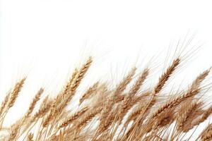 Golden wheat stalks swaying gently in a field under clear sky on a warm summer day photo