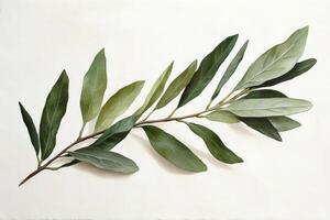 Green olive branch displayed against a light background showcasing its delicate leaves photo