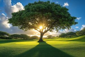 Sunlight filters through a large tree on a grassy hill at sunset in a serene landscape photo