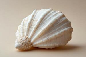 A beautifully textured white scallop shell resting on a soft neutral background photo
