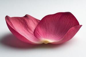 A single delicate pink flower petal lying on a smooth surface during daylight hours photo