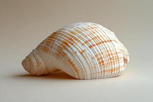A beautifully textured white scallop shell resting on a soft neutral background photo