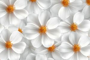 White flowers with golden centers arranged artistically on a light background photo