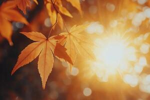 Golden autumn leaves illuminated by sunlight in a serene outdoor setting during the fall season photo