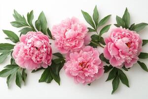 Pink peonies arranged artistically with green leaves on a light background for floral decoration photo