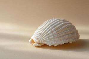 A beautifully textured white scallop shell resting on a soft neutral background photo