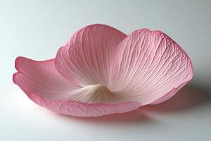 A single delicate pink flower petal lying on a smooth surface during daylight hours photo