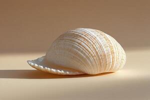 A beautifully textured white scallop shell resting on a soft neutral background photo