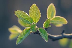 Close up of vibrant green leaves bathed in soft sunlight in a natural outdoor setting photo