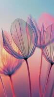 Delicate translucent flowers illuminated by soft pastel colors during sunset photo