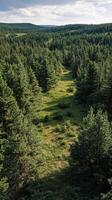 Aerial view of a tall evergreen tree surrounded by a dense forest in the morning light photo
