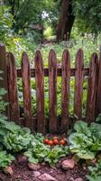 Lush green garden with a rustic wooden fence and ripening vegetables in a peaceful setting photo