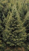 Aerial view of a tall evergreen tree surrounded by a dense forest in the morning light photo