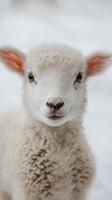 A close up view of a friendly sheep with curly wool looking curiously at the camera indoors photo