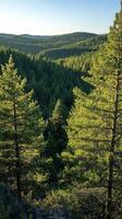 Aerial view of a tall evergreen tree surrounded by a dense forest in the morning light photo