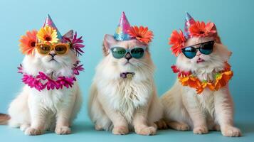 Three White Cats Wearing Party Hats and Sunglasses photo