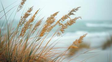 Coastal Grass Blowing in the Wind on a Cloudy Day photo