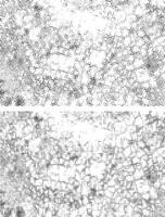 two black and white of a textured pattern dot texture, black and white seamless vintage grunge dot pattern set, vector