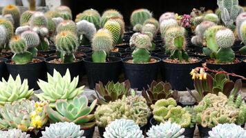 Various types of cacti and succulents planted in black pots. There are different cacti with varying shapes and colors. In the front row, there are succulents with light green leaves. photo