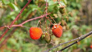 Closeup a ripe red raspberry next to unripe green fruits, hanging on a dry twig without leaves, with a green background. photo