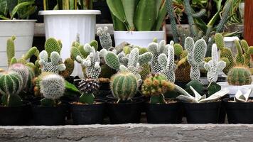 Various mini cactus or cacti with striped and spotted patterns are planted in black pots. The dominant colors of green and white. photo