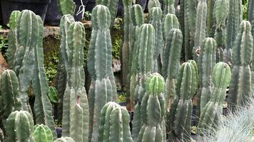A row of cactus or cacti in black pots, with the cacti having small white spots on their surfaces. The green mossy wall in the background adds a fresh and natural touch. photo