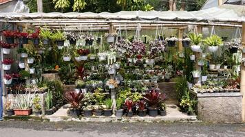 Various ornamental plants like cactus or cacti, succulents, and brightly colored foliage are neatly arranged in the store's showcase with black and white pots. photo