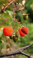 Close up a ripe red raspberry hanging on dry twigs, surrounded by small green raspberries and green leaves in the background. photo