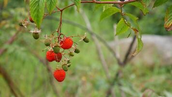 A ripe red raspberry hanging on a dry twig, surrounded by green raspberries that are not yet ripe closeup. photo