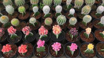 Various ornamental cactus or cacti with bright colors like red, yellow, and purple adorn black pots, with wood shavings and soil as the planting medium, neatly arranged. photo