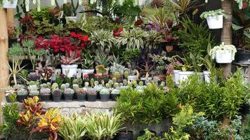 Various ornamental plants such as cacti, succulents, and various brightly colored ornamental plants are neatly arranged in black and white pots in the shop. photo