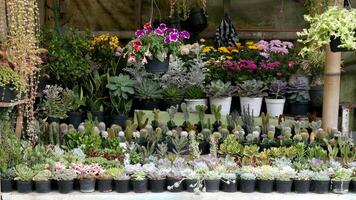 Various types of ornamental plants like cactus or cacti, succulents, and brightly colored foliage are displayed in black and white pots in the store's showcase. photo