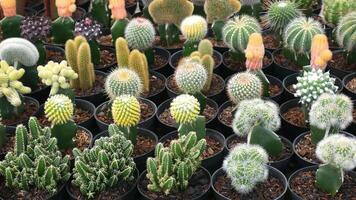 A collection of colorful cactus or cacti, including red, yellow, and purple, planted in black pots with wood shavings as the planting medium, neatly arranged in rows. photo