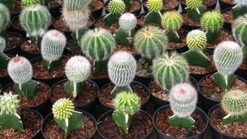 Various types of mini cacti with striped and spotted patterns adorn. The dominant colors of green, white, and pink, planted in black pots with wood shavings as the planting medium. photo