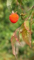A ripe red raspberry and a small green raspberry hanging on a twig adorned with greenish-red leaves, with a green background. photo