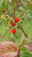 A ripe red raspberry on a dry twig along with young green fruits, set against a background of green foliage closeup. photo