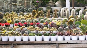 Various types of mini cactus or cacti and succulents with unique colors and shapes are planted in white pots. Cactus decorate the back, while succulents are neatly lined up in the front. photo