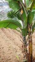A bunch of still green bananas growing in a hilly garden with a background of trees and somewhat barren soil. photo