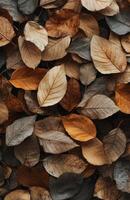 Colorful autumn leaves scattered on the ground in a natural setting during fall season photo