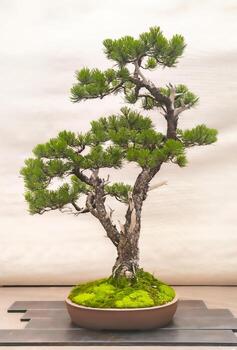 Elegant Bonsai Tree with Moss in Pot on Wooden Display Stand photo