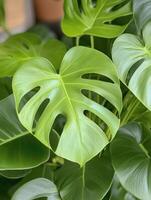Lush green monstera leaves create a vibrant and tropical backdrop in a home setting photo