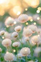 Delicate white flowers blooming in a serene garden during golden hour photo