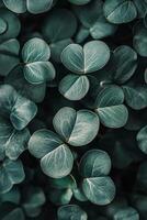 Delicate green clovers surrounded by dark foliage in a serene natural setting photo