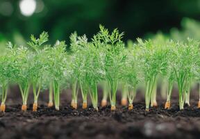 Carrots growing in rich, dark soil under soft sunlight in a lush garden setting photo