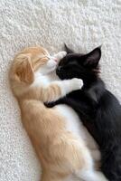 Two adorable kittens cuddling on a soft blanket during a sunny afternoon photo