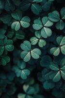 Delicate green clovers surrounded by dark foliage in a serene natural setting photo